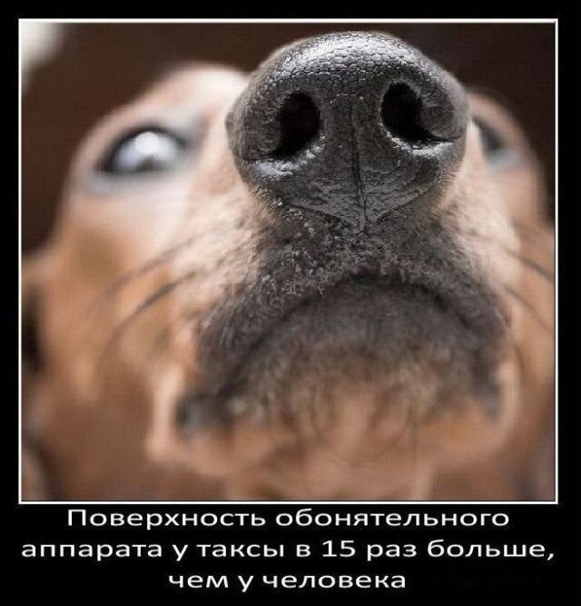 Факты о собаках