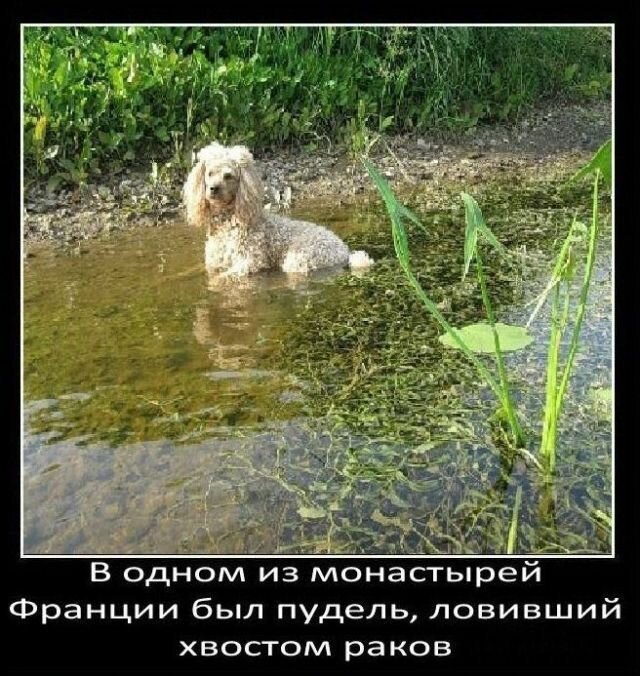 Факты о собаках