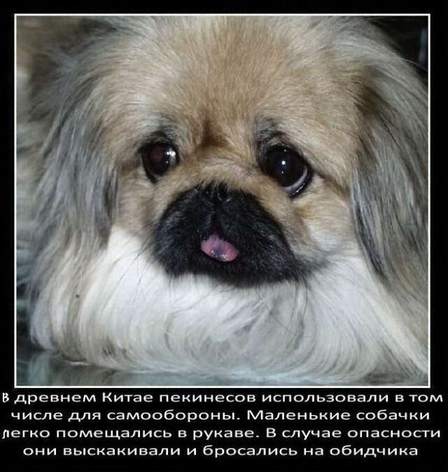 Факты о собаках