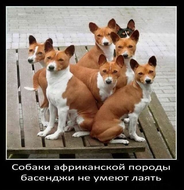 Факты о собаках