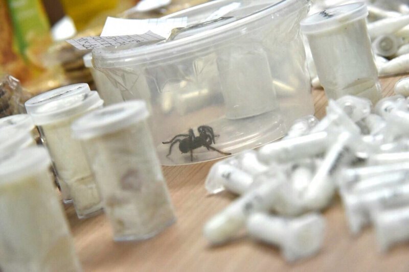В пачках для печенья обнаружили 757 живых пауков