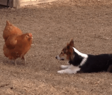 Собака курице не друг