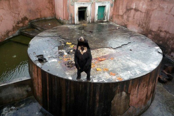 Зверские фото. Солнечный мишка