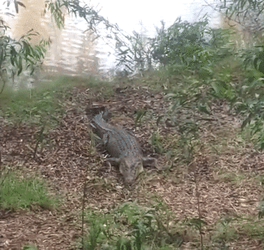 - Расползались тут