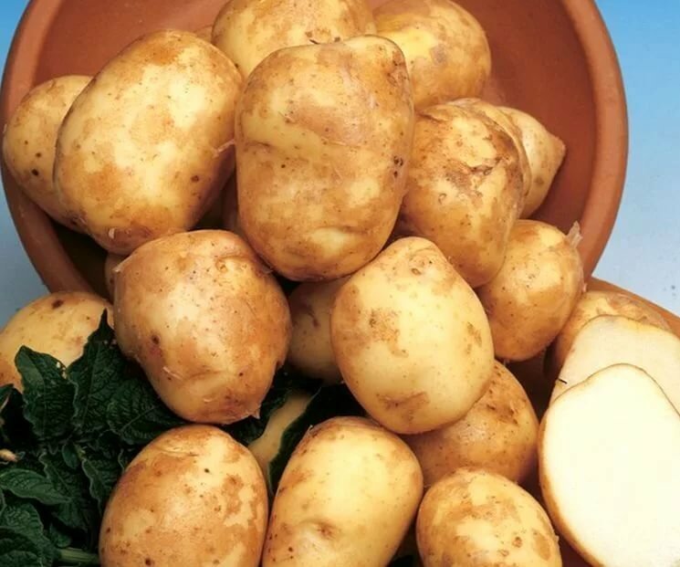 Популярные сорта картофеля для средней полосы России