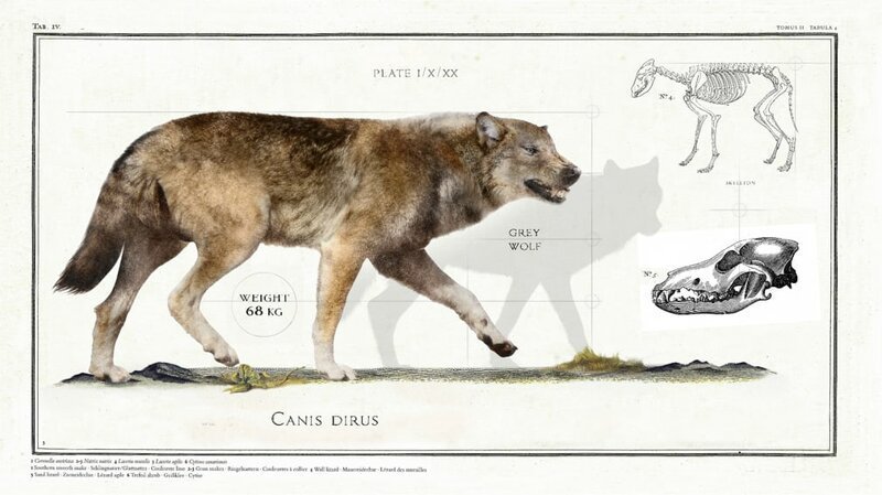 Ужасный волк (Canis dirus)  