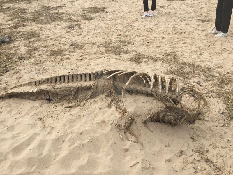 16. «Мы нашли это неведомое животное на пляже в Уэльсе»