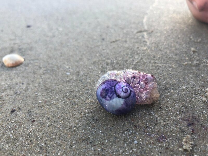 6. «Нашли фиолетовую улитку на пляже в Израиле»