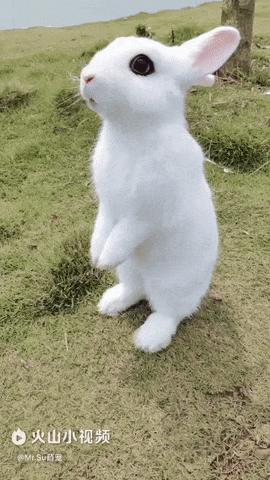 Сказочный кролик