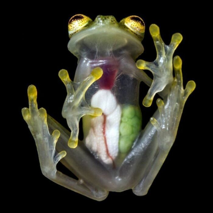 Органы стеклянной лягушки можно со всеми подробностями рассмотреть сквозь прозрачную кожу