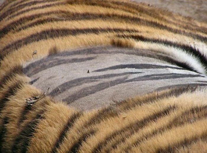 Оказывается, не только на шерсти, но и на коже тигра есть полоски. Вот таким он будет выглядеть, если его побрить