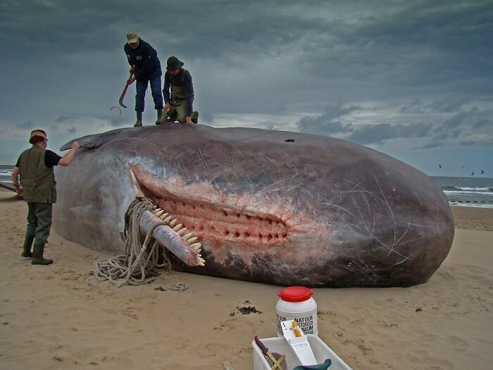 Спермацетовый кит - самый крупный хищник на Земле. Но, оказывается, в его верхней челюсти совсем нет зубов - только прорези, куда при жевании входят зубы нижней челюсти