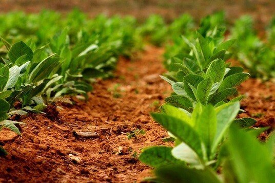 Какой табак посадить. Как выращивать табак - что нужно для получения насыщенного аромата? Пошаговая