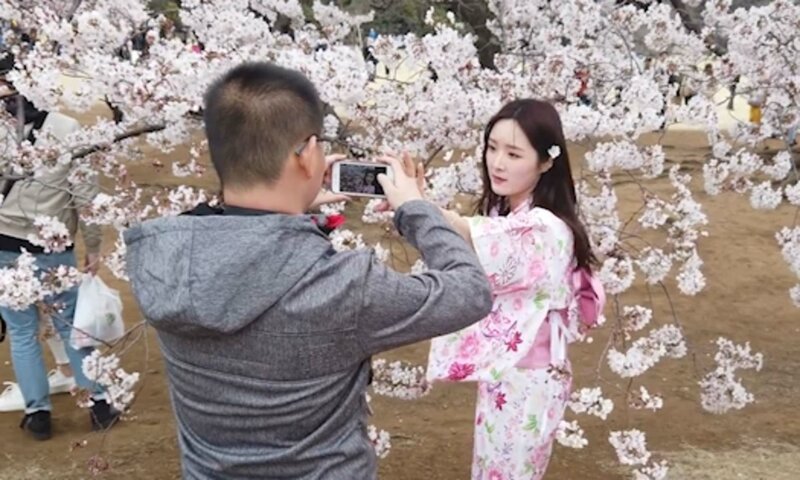 Девушка смешно руководит парнем, чтобы тот правильно её сфотографировал возле цветущей сакуры
