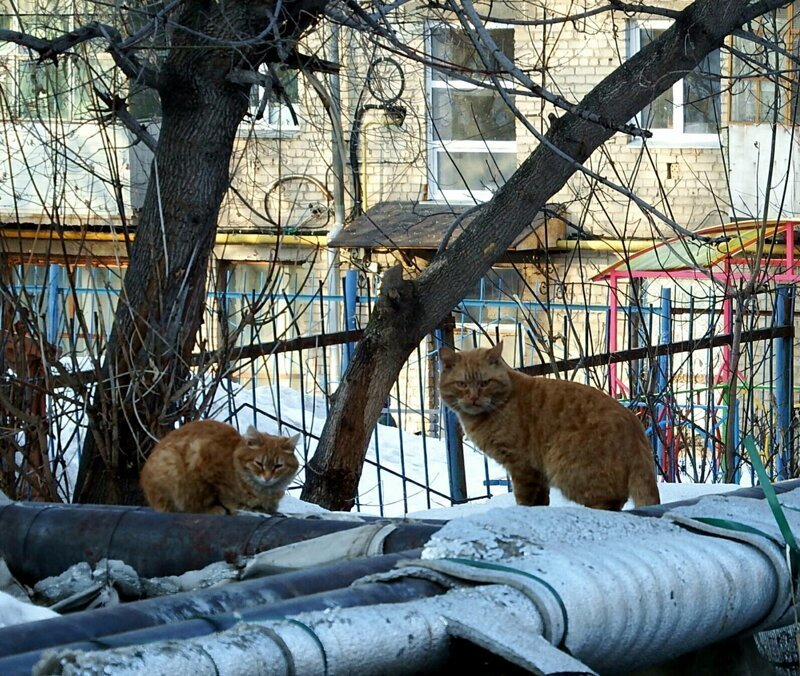 Осторожно: пост повышенной хвостатости!