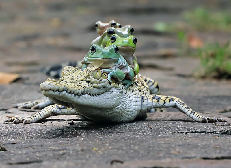 Фото очаровательных лягушек