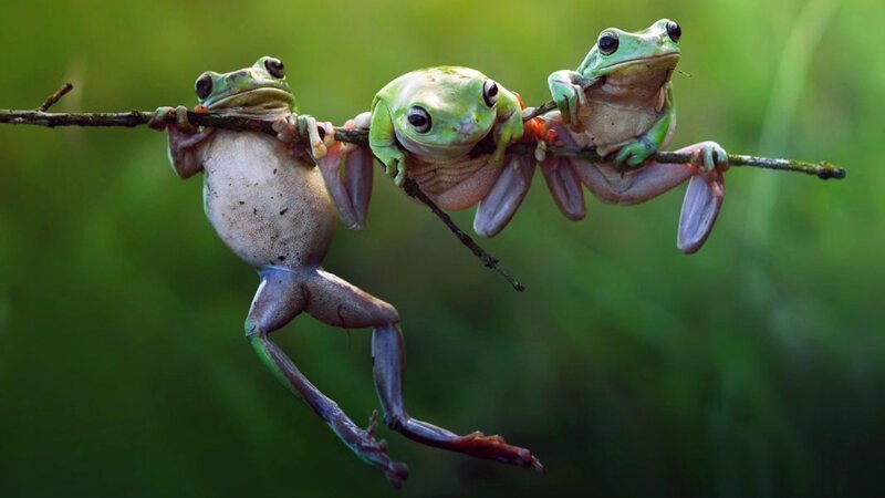 Фото очаровательных лягушек