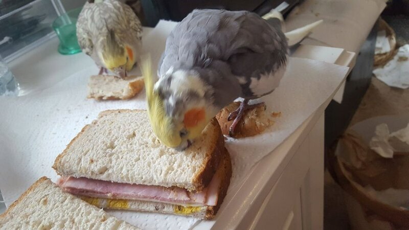 «Этот маленький негодник ест мой сэндвич, стоя на куске хлеба, который я ему предложил»