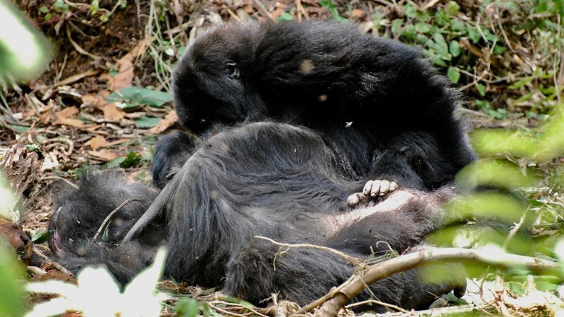 Как гориллы прощаются с усопшими