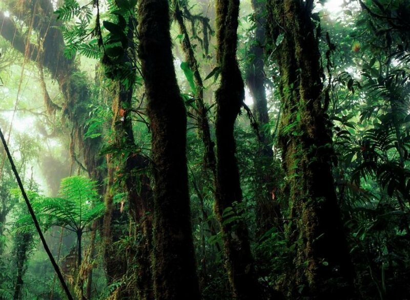 В Малайзии найдено самое высокое в мире дерево