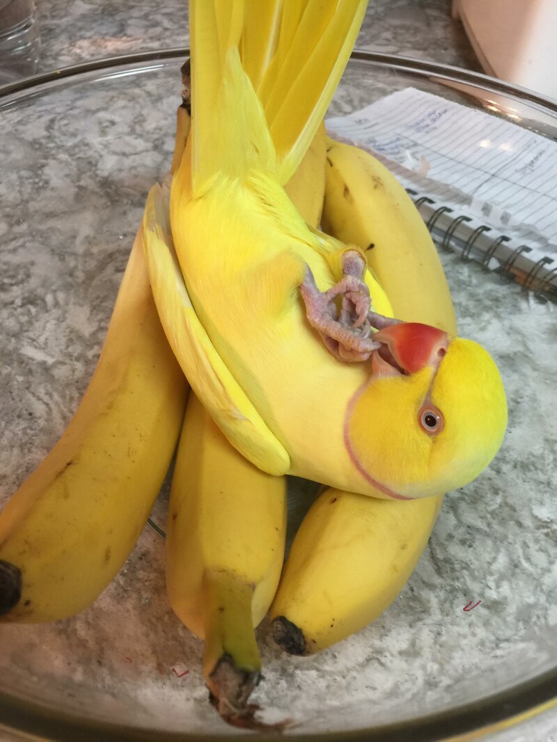 Кому банан - а кому диван