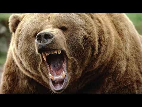 Гризли И Лемминги Новые Серии 2022 Года