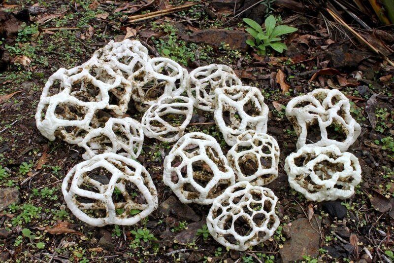 1. Вид грибов, похожий на корзинки