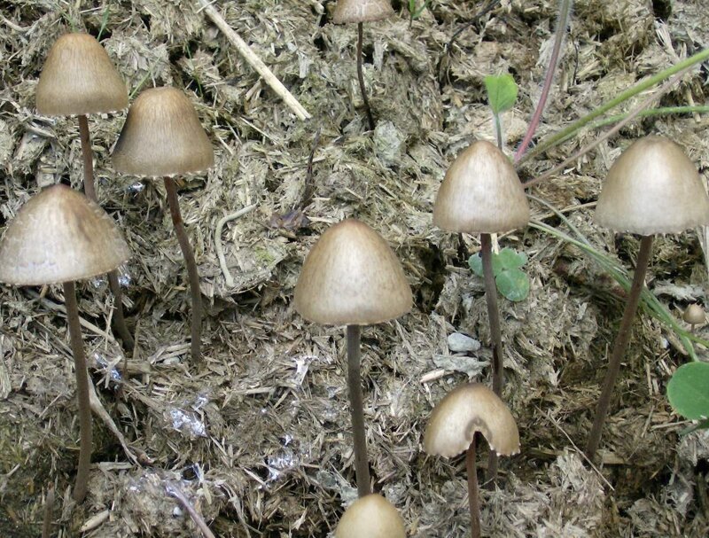 Галлюциногенный / псилоцибиновый гриб колокольный (колокольчатый) засранец (lat. Panaeolus campanulatus / sphinctrinus)