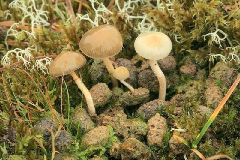 Строфария говняная (Какашкина лысина)   (Deconica coprophila) - галлюциногенный гриб