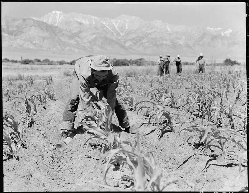 18. Манзанар. Интернированные японцы пропалывают кукурузу на ферме