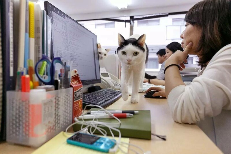 Японская фирма разрешила приносить кошек на работу, чтобы избавить сотрудников от стресса