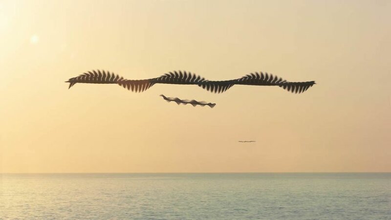 Фотограф показал, как в небе выглядят следы птиц