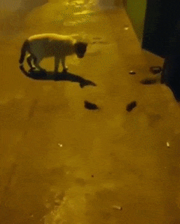 Стала свидетелем мышиной драки