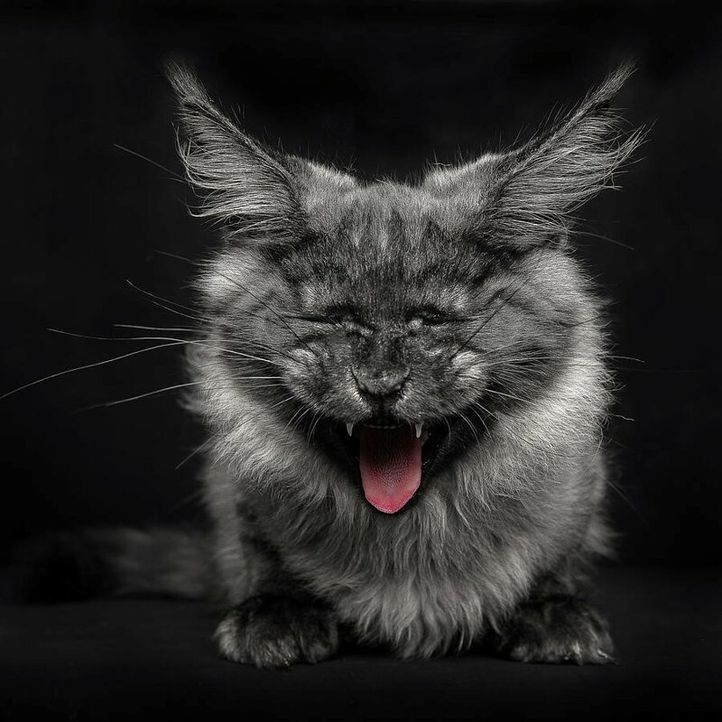 Американская енотовая кошка Maine Coon