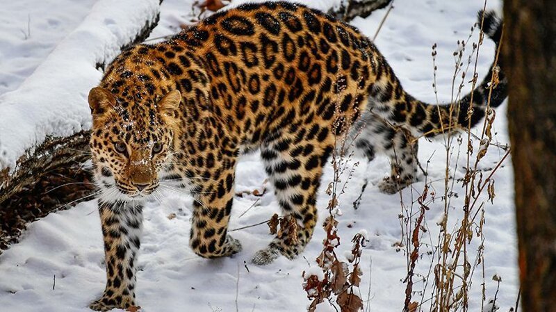 В России выросла численность дальневосточных леопардов