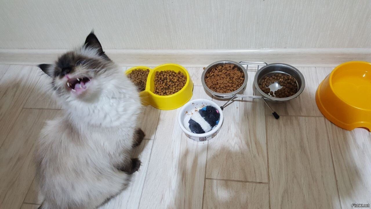 Кот Ничего Не Есть Похудела. Почему кошка плохо ест и худеет
