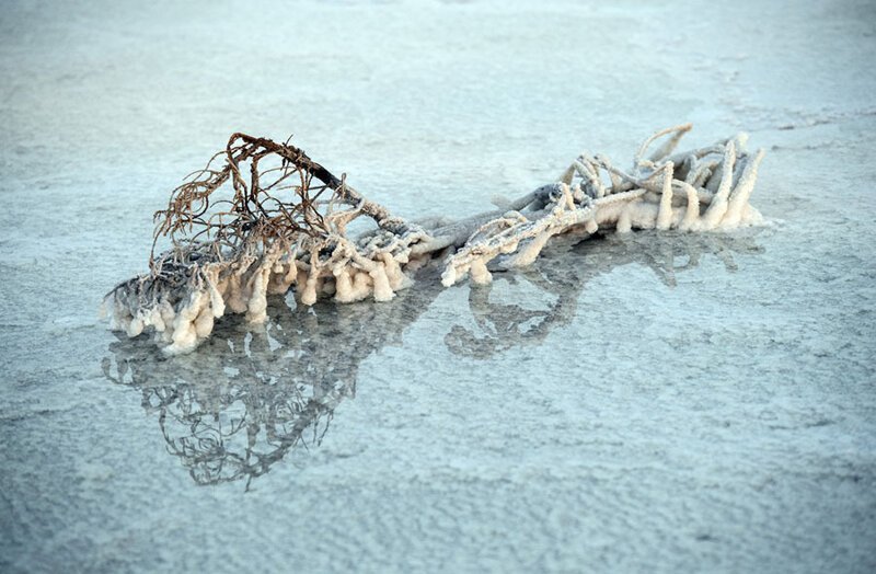 Покрытая солью ветка на поверхности озера. Фото: Карл Корт (Carl Court: Getty)