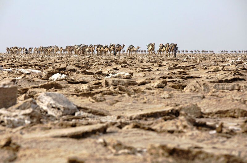 Верблюжий караван на входе в Данакильскую впадину. Каждое утро сотни местных мужчин проделывают путь к впадине для добычи соли, которую они потом продают по всей стране. Фото: Захариас Абубекер (Zacharias Abubeker: AFP)