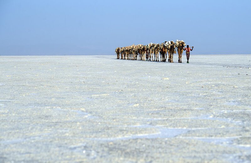 Верблюжий караван, перевозящий мешки соли через соляную равнину. Фото: Карл Корт (Carl Court: Getty)