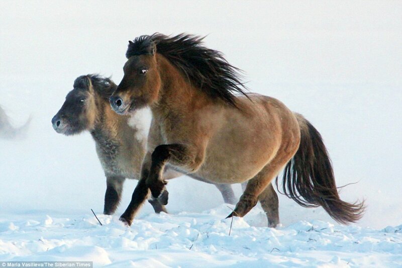 Ленская лошадь (Equus lenensis) обитала на территории от Ямала до Колымы примерно 40 тысяч лет назад