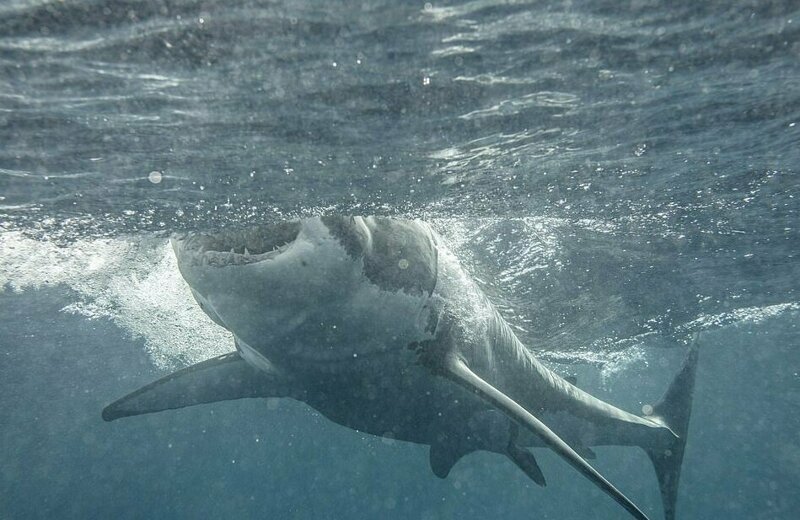 Белые акулы патрулируют берега островов Нептуна, поскольку это ареал обитания крупнейшей колонии морских котиков в Австралии