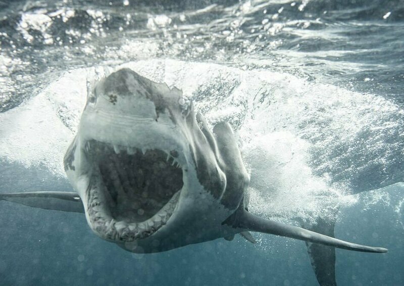 3,5-метровая акула-людоед бросилась на клетку, оскалив острые зубы 