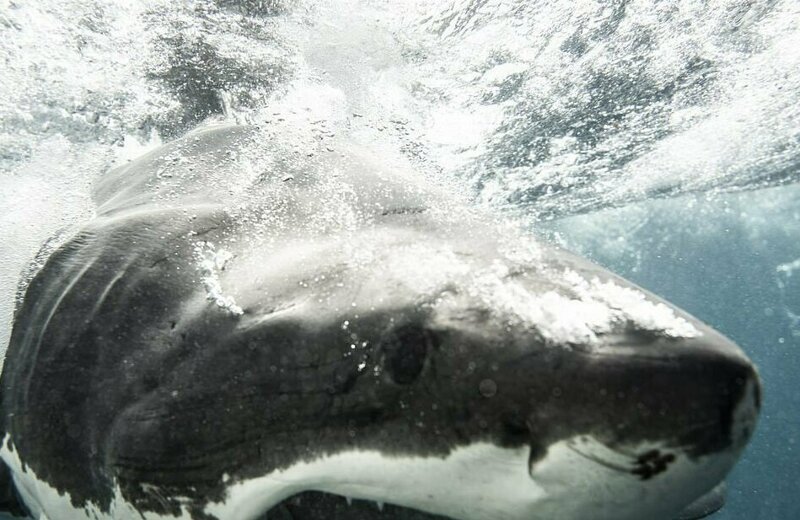 Острова Нептуна - популярное место среди туристов, жаждущих увидеть белых акул