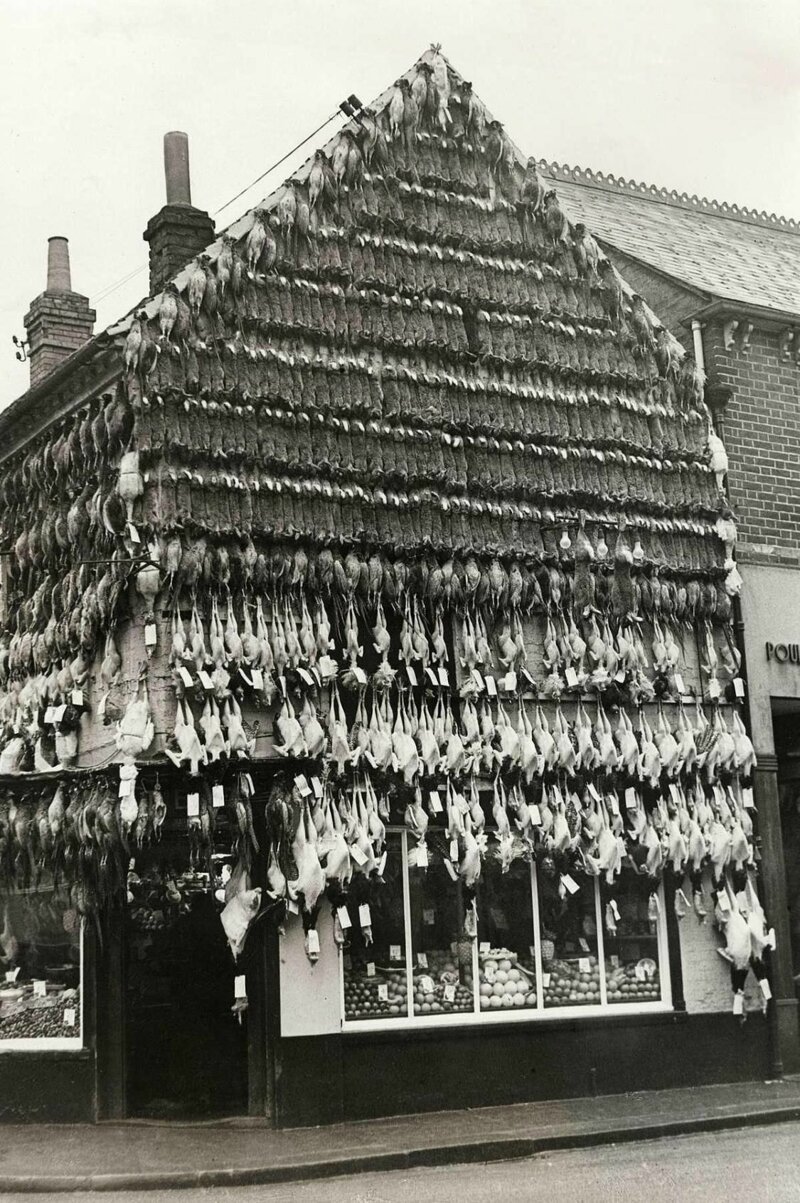  Мясная лавка, Хай-Уиком, Англия, 1938 г. 