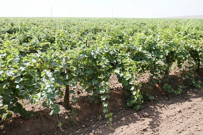 На территории Краснодарского края с начала года заложено свыше 880 гектаров молодых виноградников
