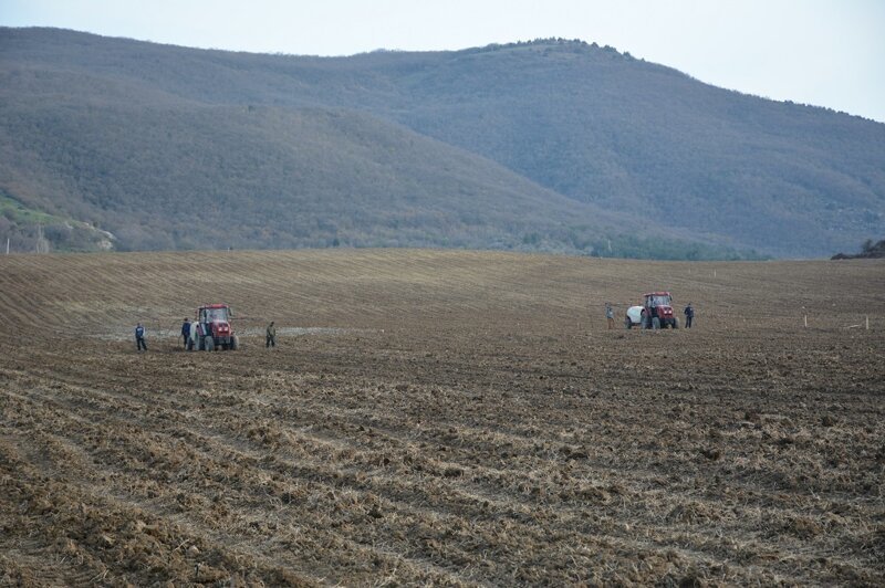 В Севастополе агрофирма «Золотая Балка» закладывает новые виноградники