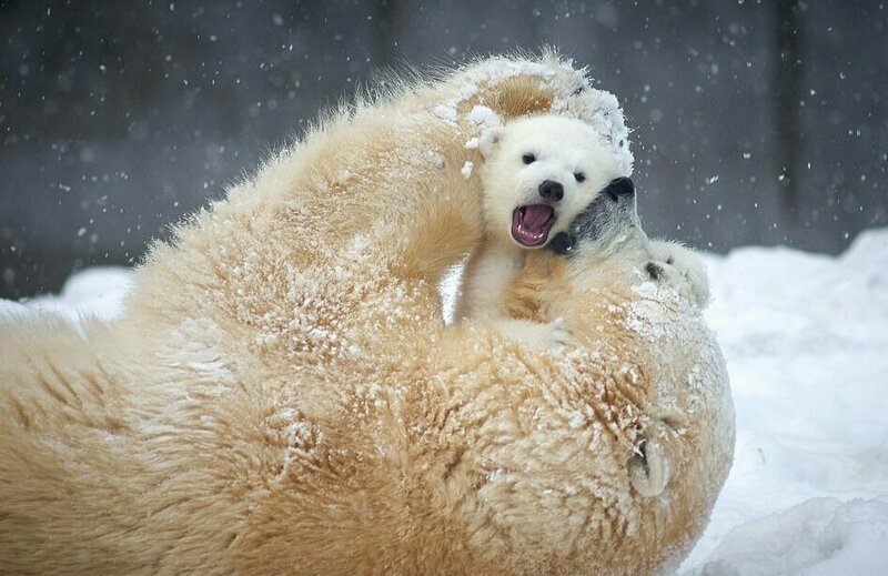 Белые медвежата в зоопарке Новосибирска впервые вышли из берлоги!