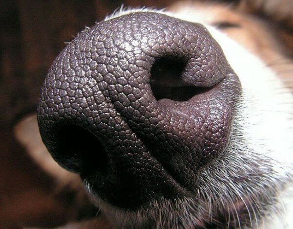 10 фактов про запахи