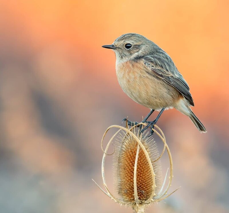 Птицы Италии на снимках Лоренцо Магнольфи