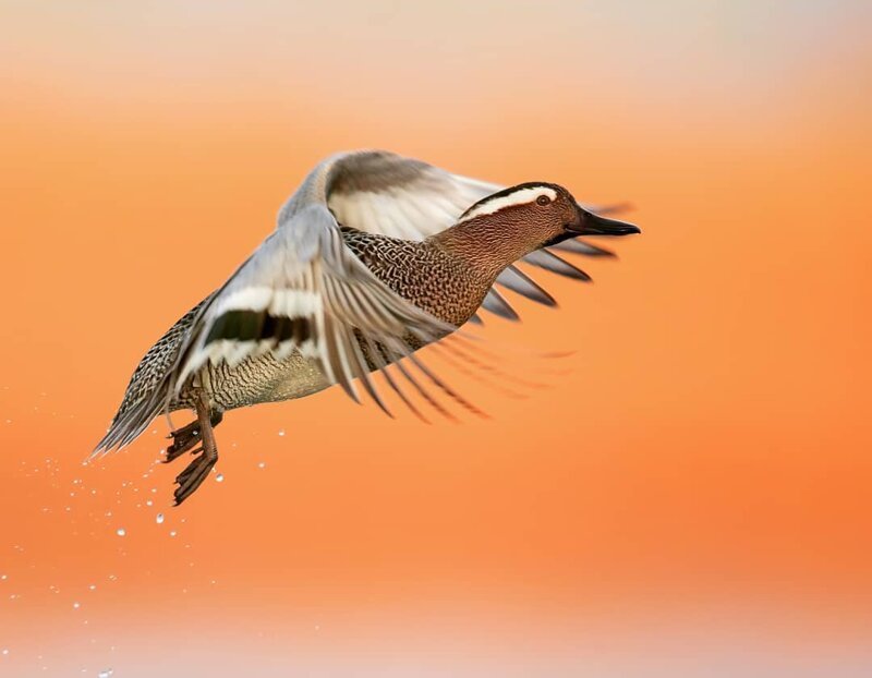 Птицы Италии на снимках Лоренцо Магнольфи